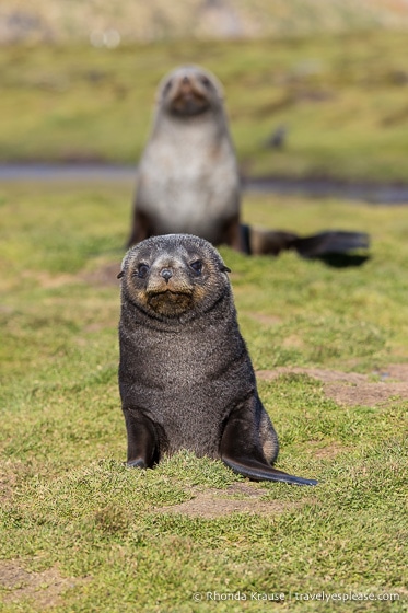 Antarctica Trip Itinerary- Cruise to Antarctica, South Georgia and Falkland Islands