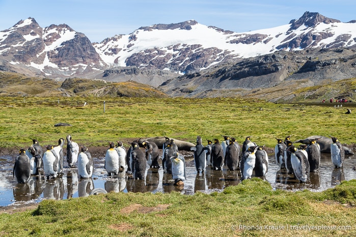 Antarctica Itinerary- Visit to Antarctica, South Georgia and Falkland Islands by Cruise