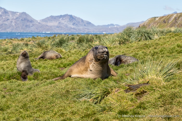 Antarctica Cruise Itinerary- Visiting Antarctica, South Georgia and the Falkland Islands