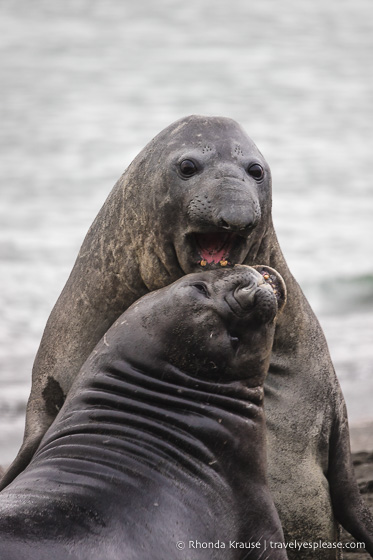 Antarctic Expedition- Cruise to Antarctica, South Georgia and the Falkland Islands