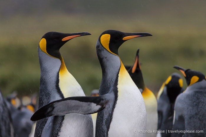 Antarctica Cruise Itinerary- Visiting Antarctica, South Georgia and the Falkland Islands