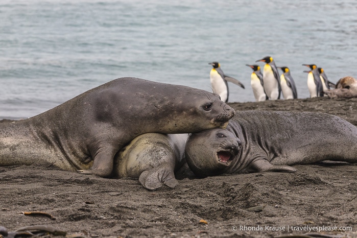 Antarctic Expedition- Cruise to Antarctica, South Georgia and the Falkland Islands