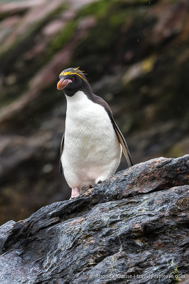 Antarctica Trip Itinerary- Cruise to Antarctica, South Georgia and Falkland Islands