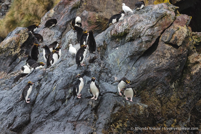 Antarctica Itinerary- Visit to Antarctica, South Georgia and Falkland Islands by Cruise