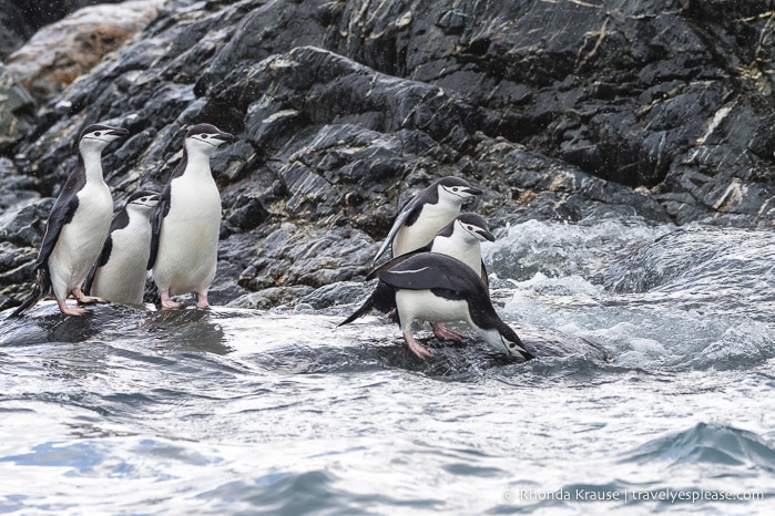 Antarctica Trip Itinerary- Cruise to Antarctica, South Georgia and Falkland Islands