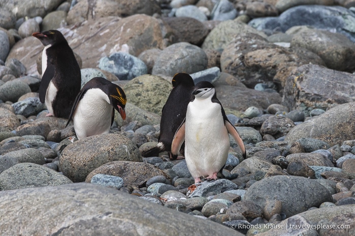 Antarctic Adventure- Expedition Cruise to Antarctica, South Georgia and Falkland Islands