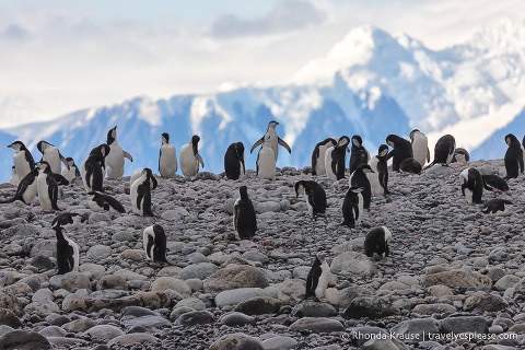 Antarctic Adventure- Expedition Cruise to Antarctica, South Georgia and Falkland Islands