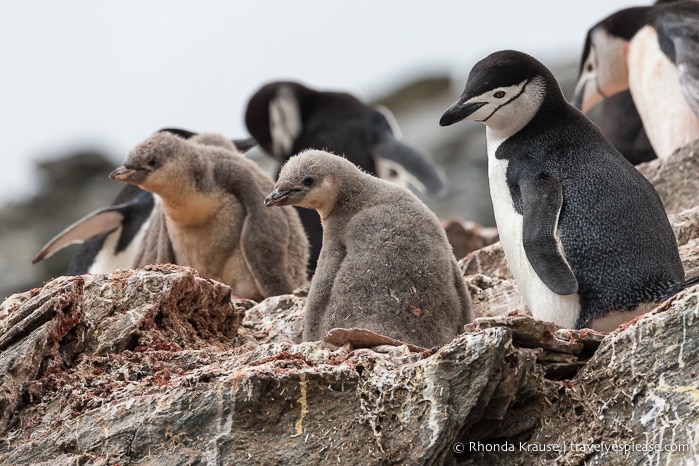 Antarctica Itinerary- Visit to Antarctica, South Georgia and Falkland Islands by Cruise