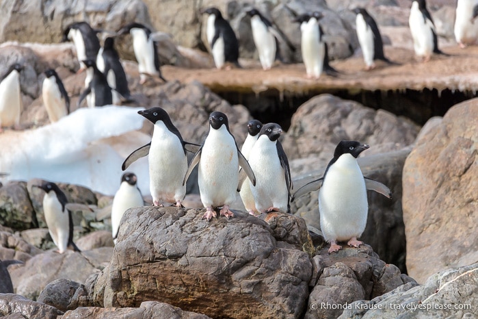 Antarctica Trip Itinerary- Cruise to Antarctica, South Georgia and Falkland Islands