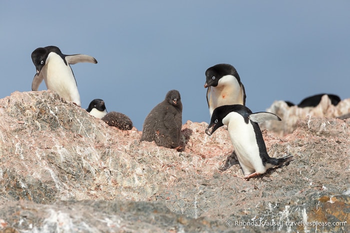 Antarctica Cruise Itinerary- Visiting Antarctica, South Georgia and the Falkland Islands