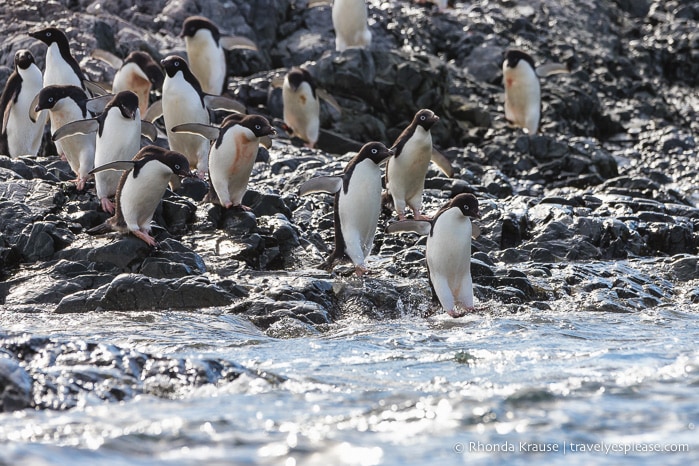 Antarctic Expedition- Cruise to Antarctica, South Georgia and the Falkland Islands