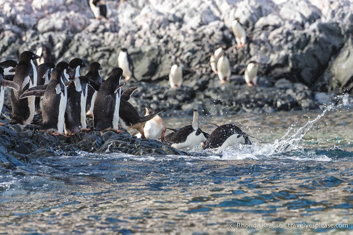 Antarctica Itinerary- Visit to Antarctica, South Georgia and Falkland Islands by Cruise