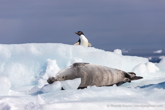 Antarctica Trip Itinerary- Cruise to Antarctica, South Georgia and Falkland Islands