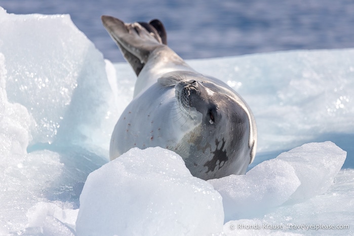 Antarctica Cruise Itinerary- Visiting Antarctica, South Georgia and the Falkland Islands