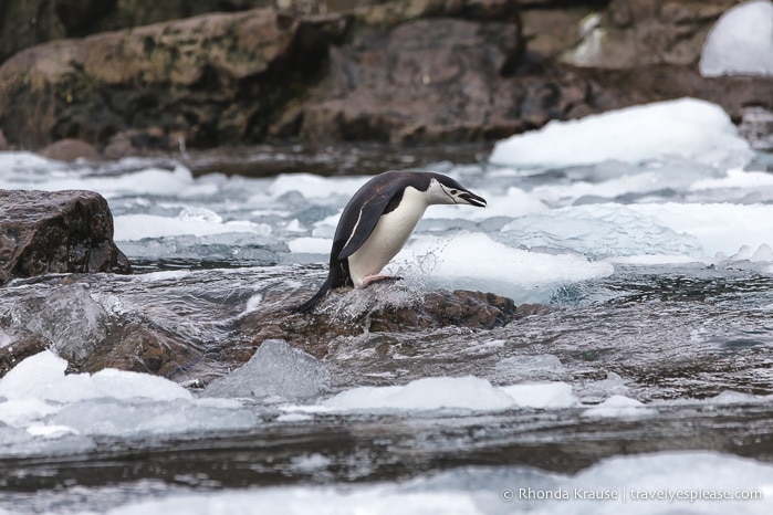 Antarctic Expedition- Cruise to Antarctica, South Georgia and the Falkland Islands