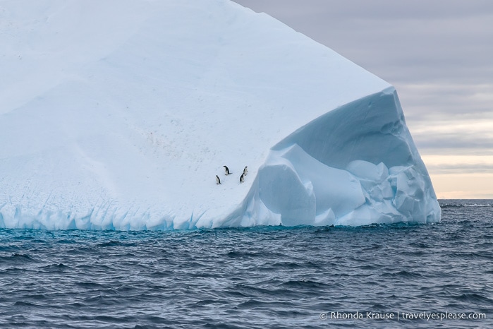 Trip to Antarctica- Itinerary for Visiting Antarctica, South Georgia and Falkland Islands on an Antarctic Expedition Cruise