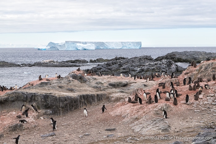 Antarctica Itinerary- Visit to Antarctica, South Georgia and Falkland Islands by Cruise