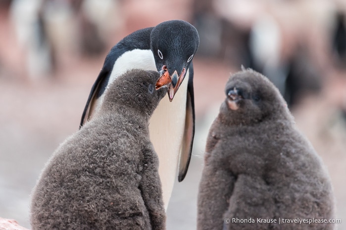 Penguin feeding chicks, seen during an Antarctica cruise