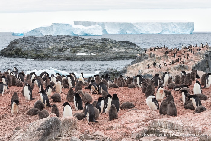 Antarctica Trip Itinerary- Cruise to Antarctica, South Georgia and Falkland Islands