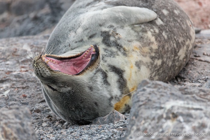 Antarctica Cruise Itinerary- Visiting Antarctica, South Georgia and the Falkland Islands