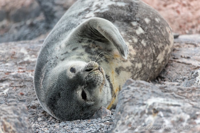 Antarctic Expedition- Cruise to Antarctica, South Georgia and the Falkland Islands