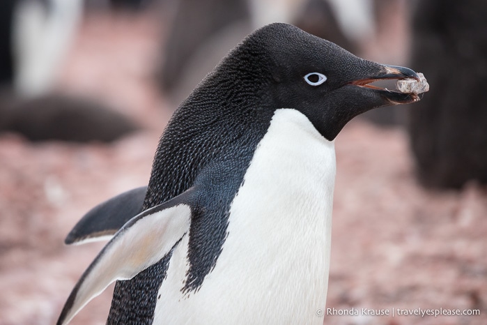 Trip to Antarctica- Itinerary for Visiting Antarctica, South Georgia and Falkland Islands on an Antarctic Expedition Cruise