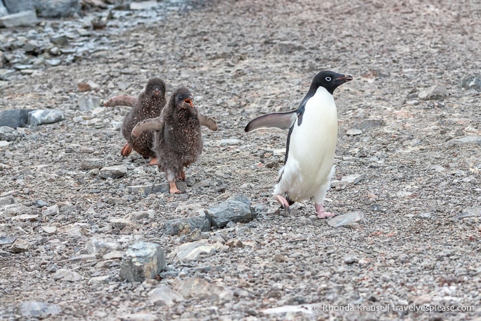 Antarctic Expedition- Cruise to Antarctica, South Georgia and the Falkland Islands