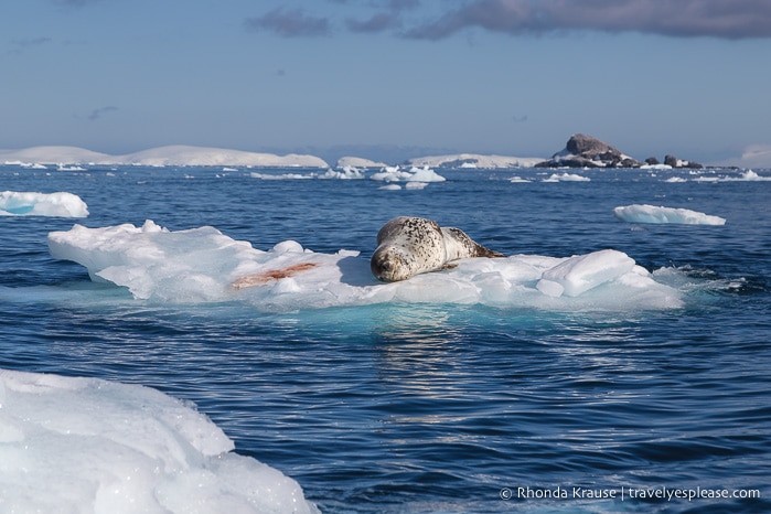 Antarctica Itinerary- Visit to Antarctica, South Georgia and Falkland Islands by Cruise