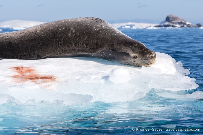 Antarctic Expedition- Cruise to Antarctica, South Georgia and the Falkland Islands