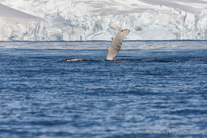 Humpback showing its pectoral fin during an Antarctica cruise