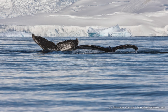 Antarctic Adventure- Expedition Cruise to Antarctica, South Georgia and Falkland Islands