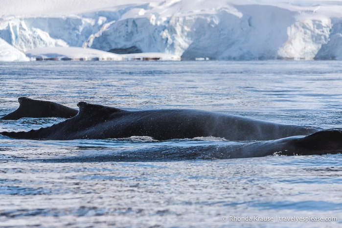Whale sighting during a trip to Antarctica