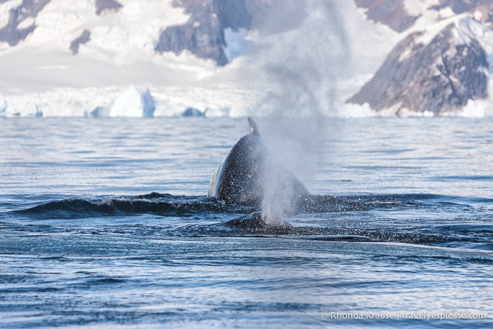 Whale watching during a cruise to Antarctica