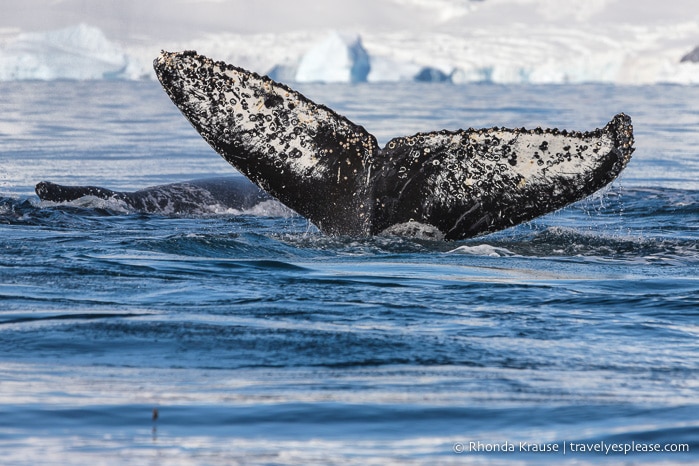 Antarctica Trip Itinerary- Cruise to Antarctica, South Georgia and Falkland Islands