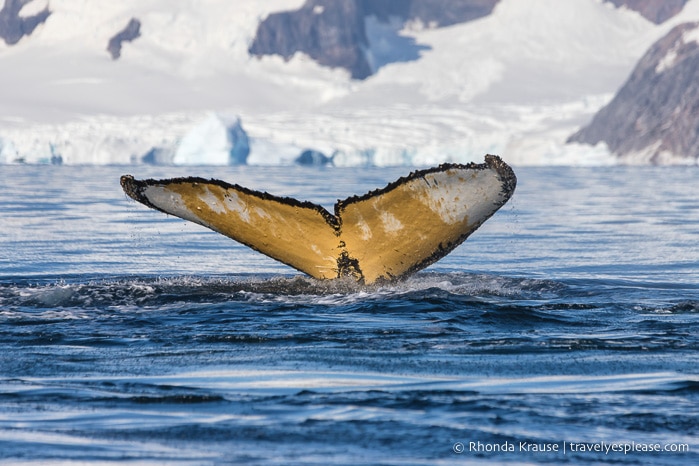 Antarctica Cruise Itinerary- Visiting Antarctica, South Georgia and the Falkland Islands