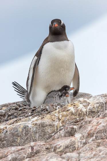 Antarctic Expedition- Cruise to Antarctica, South Georgia and the Falkland Islands