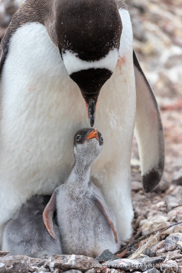 Antarctic Expedition- Cruise to Antarctica, South Georgia and the Falkland Islands