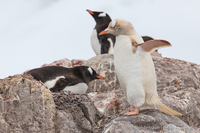 Trip to Antarctica- Itinerary for Visiting Antarctica, South Georgia and Falkland Islands on an Antarctic Expedition Cruise