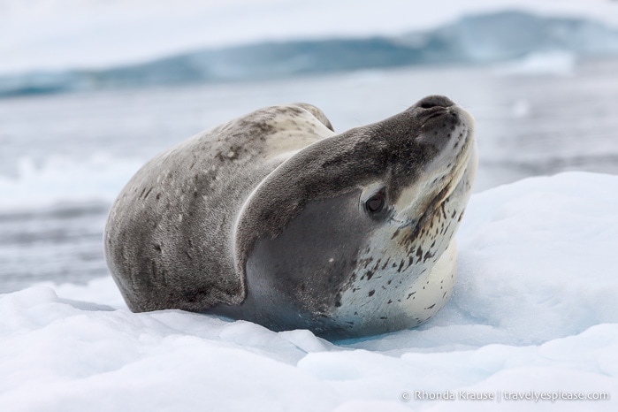 Antarctica Itinerary- Visit to Antarctica, South Georgia and Falkland Islands by Cruise