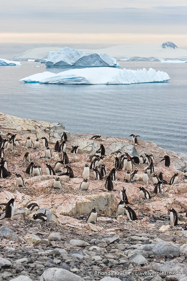 Antarctic Adventure- Expedition Cruise to Antarctica, South Georgia and Falkland Islands