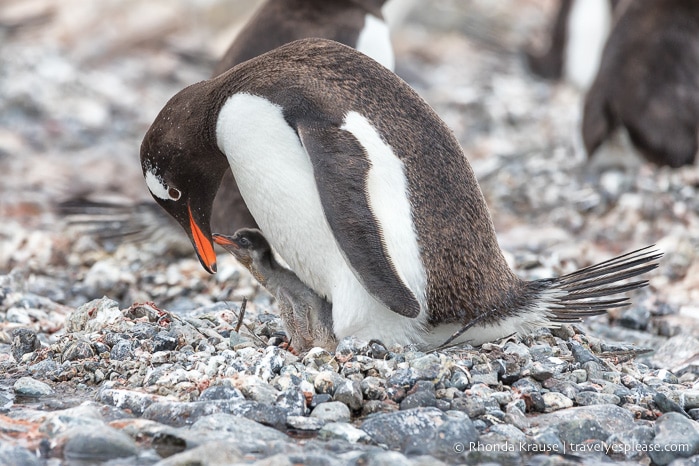 Antarctica Cruise Itinerary- Visiting Antarctica, South Georgia and the Falkland Islands