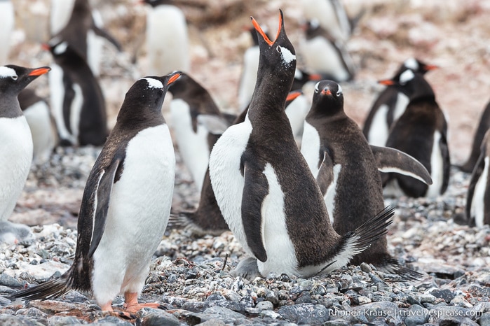 Antarctica Trip Itinerary- Cruise to Antarctica, South Georgia and Falkland Islands