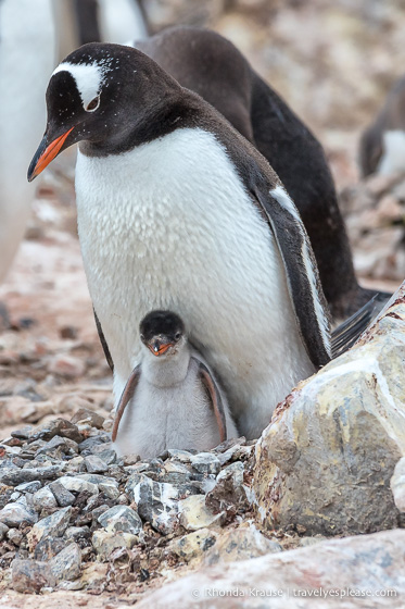 Antarctic Expedition- Cruise to Antarctica, South Georgia and the Falkland Islands