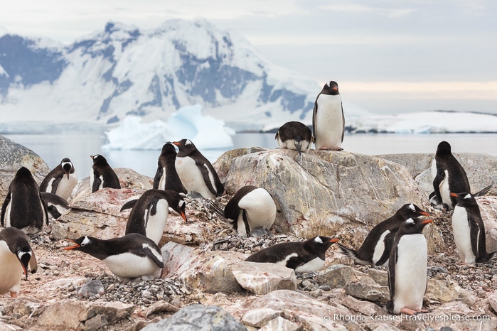 Antarctica Cruise Itinerary- Visiting Antarctica, South Georgia and the Falkland Islands