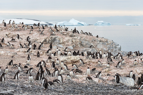 Antarctica Cruise Itinerary- Visiting Antarctica, South Georgia and the Falkland Islands