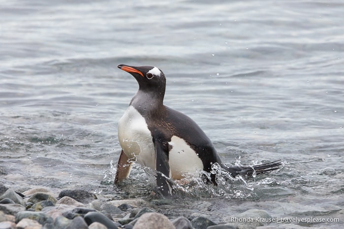 Antarctica Itinerary- Visit to Antarctica, South Georgia and Falkland Islands by Cruise