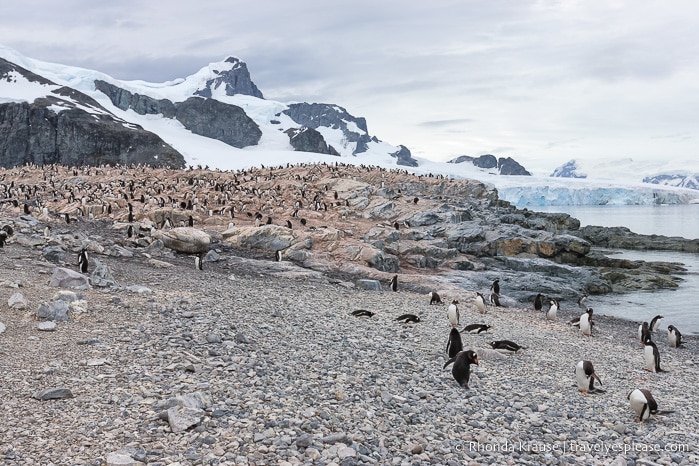 Antarctica Cruise Itinerary- Visiting Antarctica, South Georgia and the Falkland Islands