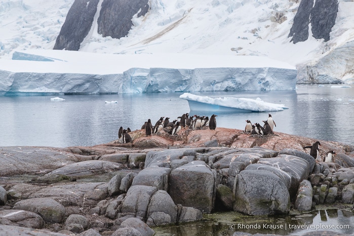 Antarctica Cruise Itinerary- Visiting Antarctica, South Georgia and the Falkland Islands