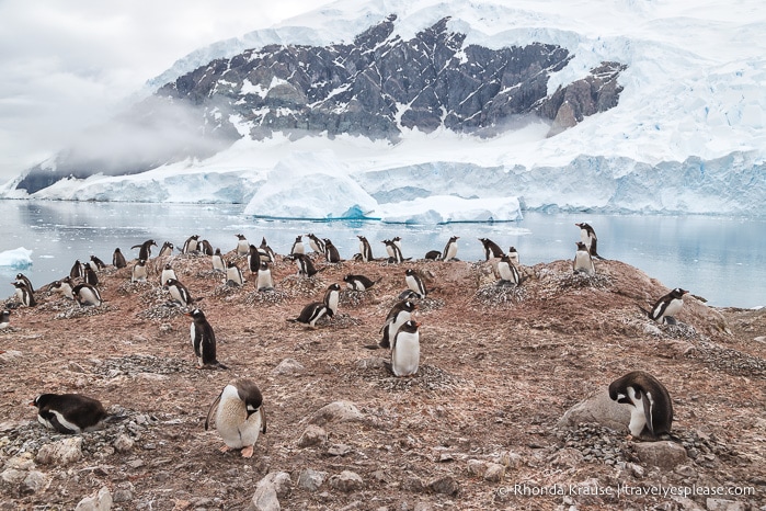 Antarctic Adventure- Expedition Cruise to Antarctica, South Georgia and Falkland Islands