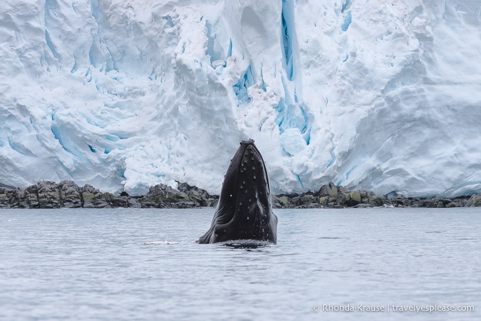 Antarctica Trip Itinerary- Cruise to Antarctica, South Georgia and Falkland Islands